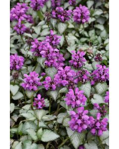 Lamium, Dead Nettle 'Purple Dragon'