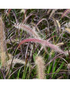 Pennisetum, Fountain Grass 'Purple'