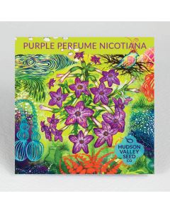 Nicotiana 'Purple Perfume' ~ 200 seeds