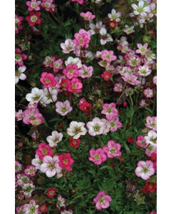 Saxifraga, Rockfoil 'Purple Robe'