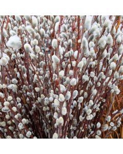 Pussy Willow Branches