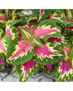Coleus, Wizard® 'Rose'