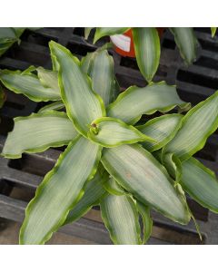 Murdannia Loriformis 'Bright Star'