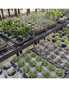 Gerten Grown Succulent Garden