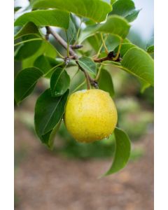 Pyrus, Pear Asian 'First Editions® Tawara'