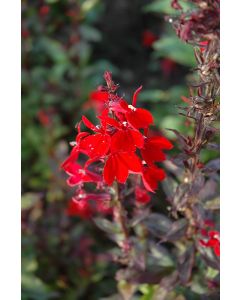 Lobelia, Cardinal Flower 'Queen Victoria'