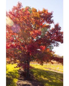 Quercus, Northern Pin Oak 'Majestic Skies™' (Large)
