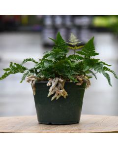 Humata Tyermanii, White Rabbit's Foot Fern