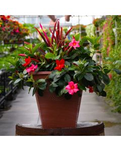 'Rainforest Radiance' Square Patio Planter