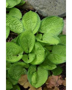 Hosta, Green-Lime Leaf 'Rainforest Sunrise'