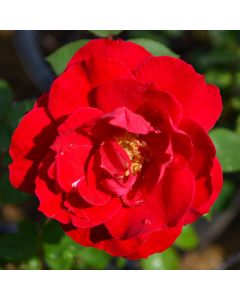 Rosa, Climbing Rose 'First Editions® Ramblin’ Red®'