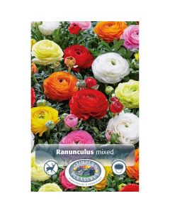 Ranunculus 'Persian Buttercup Mix'
