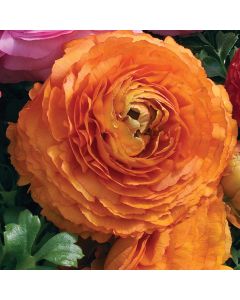 Ranunculus, Sprinkles® 'Orange'