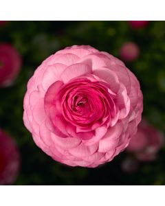 Ranunculus, Sprinkles® 'Pink'