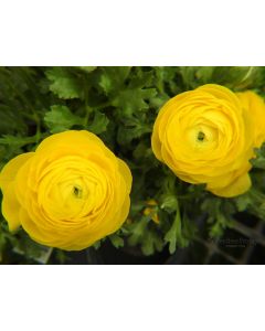 Ranunculus, Sprinkles® 'Yellow'