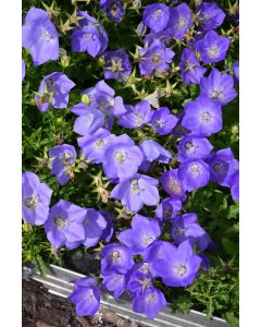 Campanula, Tussock Bellflower 'Rapido Blue'