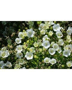 Campanula, Tussock Bellflower, 'Rapido White'