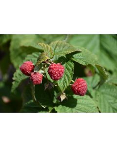Rubus, Fall Raspberry 'Autumn Britten'