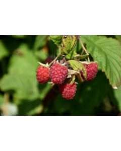 Rubus, Summer Raspberry 'Encore'