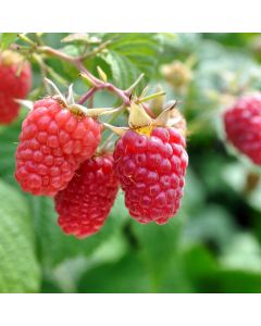 Rubus, Raspberry 'Jaclyn'