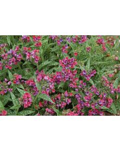 Pulmonaria, Lungwort 'Raspberry Splash'