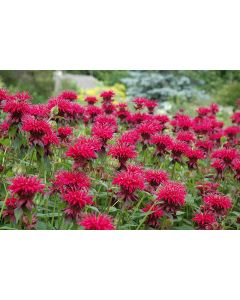 Monarda, Hybrid Beebalm 'Raspberry Wine'