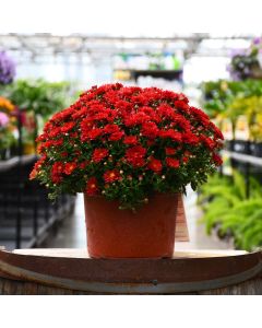 9" Pot