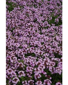 Thyme, Creeping Mother of 'Red'