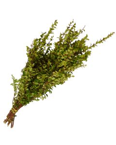 Huckleberry 'Red Huckleberry'