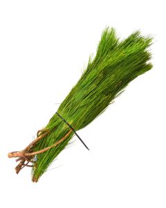 Pine 'Red Pine'