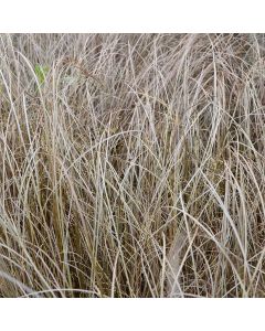 Carex Buchananii 'Red Rooster'