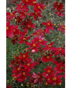 Coreopsis, Threadleaf Tickseed 'Red Satin'