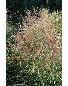 Miscanthus, Silver Grass 'Red Silver'