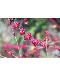 Symphoricarpos, Red Snowberry