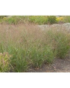 Panicum, Switchgrass 'Red Sunset'