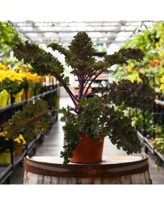 Brassica, Ornamental Kale 'Redbor'