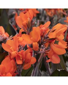Canna Lily, Cannova® 'Bronze Orange'