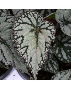Begonia Rex, Silver™ Lace