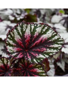 Begonia Rex, T-Rex® Painter's Palette