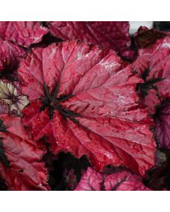 Begonia Rex, T-Rex® Ruby Slippers