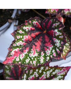 Begonia Rex, T-Rex®  St. Nick