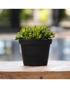 Rhipsalis