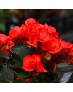 Begonia Rieger 'Elatior Begonia' Assorted Colors