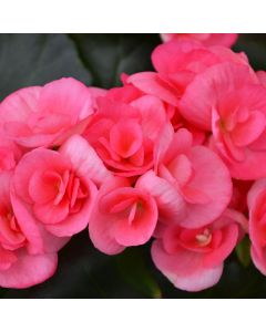 Begonia Rieger 'Pink'