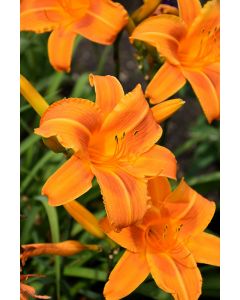 Hemerocallis, Orange Daylily 'Rocket City'