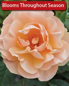 Rosa, Climbing Rose 'First Editions® Above and Beyond™'