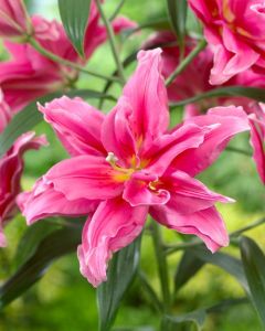 Lilium, Oriental Rose Lily™ 'Elena'