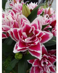 Lilium, Oriental Lily 'Rose Lily™ 'Samantha'