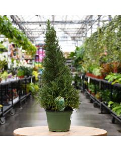 Holiday Tree 'Rosemary'