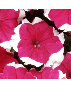 Petunia, Dreams™ 'Rose Picotee'